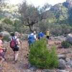 Roaming in the woods Guided walking for sole travellers in Mallorca