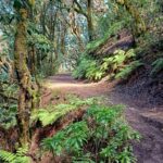 Woodland glade Tenerife Guided walking for sole travellers in Tenerife
