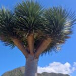 Tree in Tenerife Guided walking for sole travellers in Tenerife