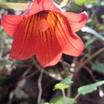 Flowers all over Tenerife in spring Guided walking for sole travellers in Tenerife