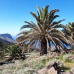 WHAT A TREE! GUIDED WALKING IN LA GOMERA