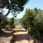 PATH THROUGH THE TREES GUIDED WALKING IN LA GOMERA
