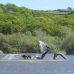 llandod lake dragon